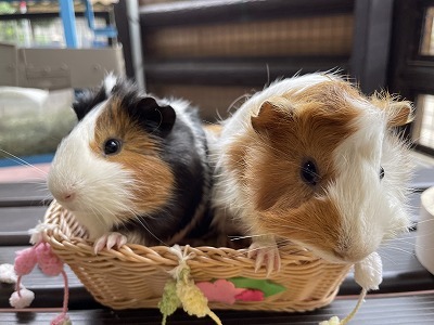 須坂市動物園でハッピーニューイヤー