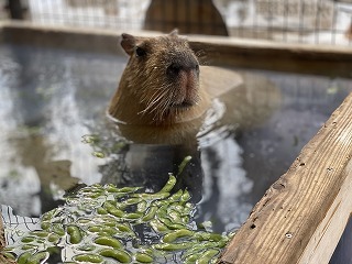 須坂市動物園　節分イベント