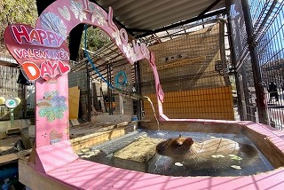 須坂市動物園　バレンタインZOO